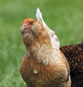 Araucana Hen